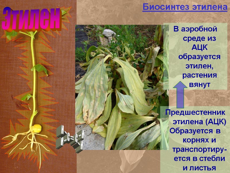 Этилен Биосинтез этилена Предшестенник этилена (АЦК) Образуется в корнях и транспортиру-ется в стебли и